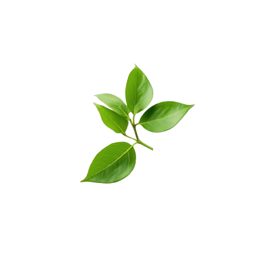 Daily wellness vitamins and supplements Mauritius